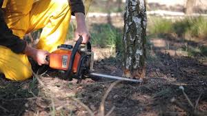 Best Tree and Shrub Care  in Sellersville, PA