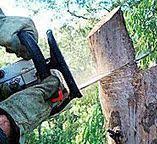 Sellersville, PA Tree Care Company