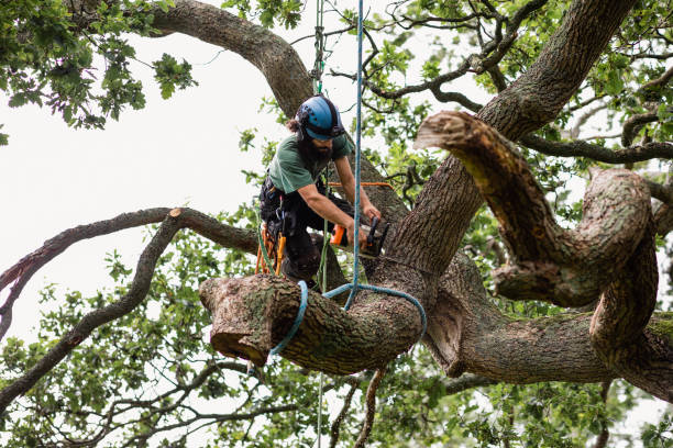 How Our Tree Care Process Works  in  Sellersville, PA