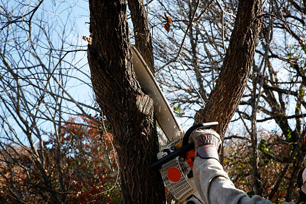 Reliable Sellersville, PA Tree Care Solutions